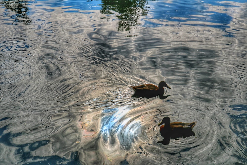 ducks swimming in a pond