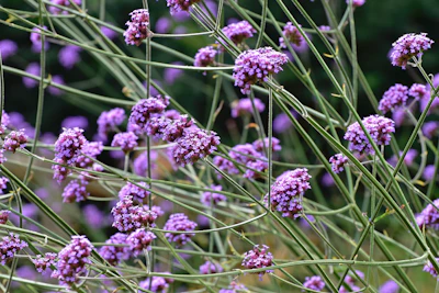Verbena India — Trailing Hanging Basket Winter Annual Guide