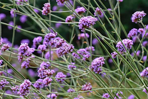 a close up of purple flowers
