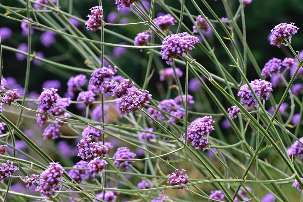 a close up of purple flowers