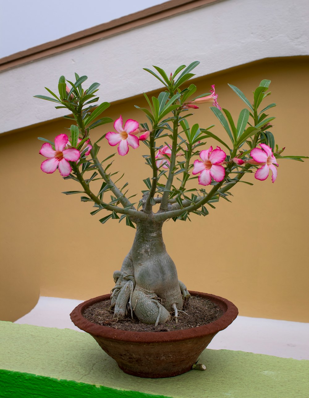 Un pequeño árbol con flores rosadas