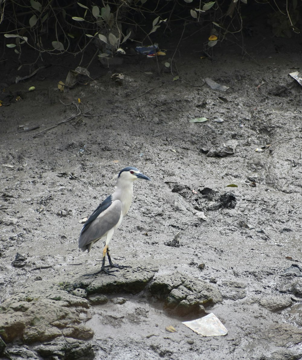 Un pájaro parado sobre una roca