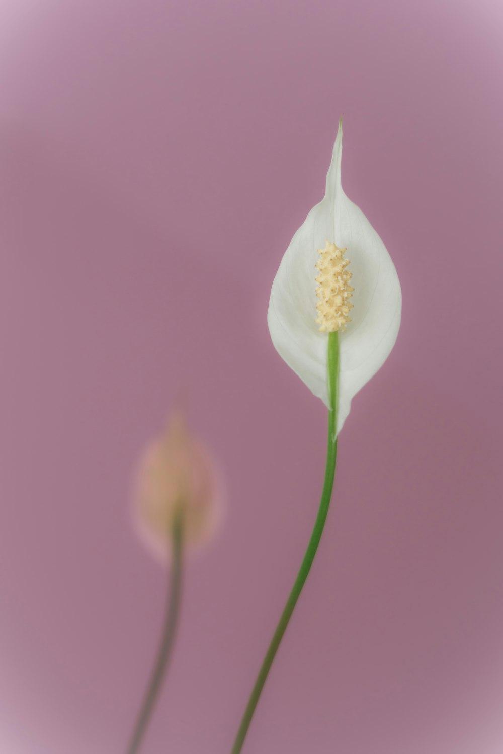 a close-up of a flower