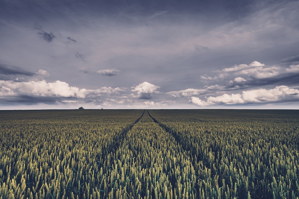 a field of green plants