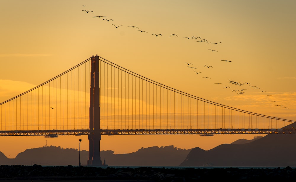 birds flying in the sky