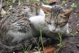 a cat lying on the ground