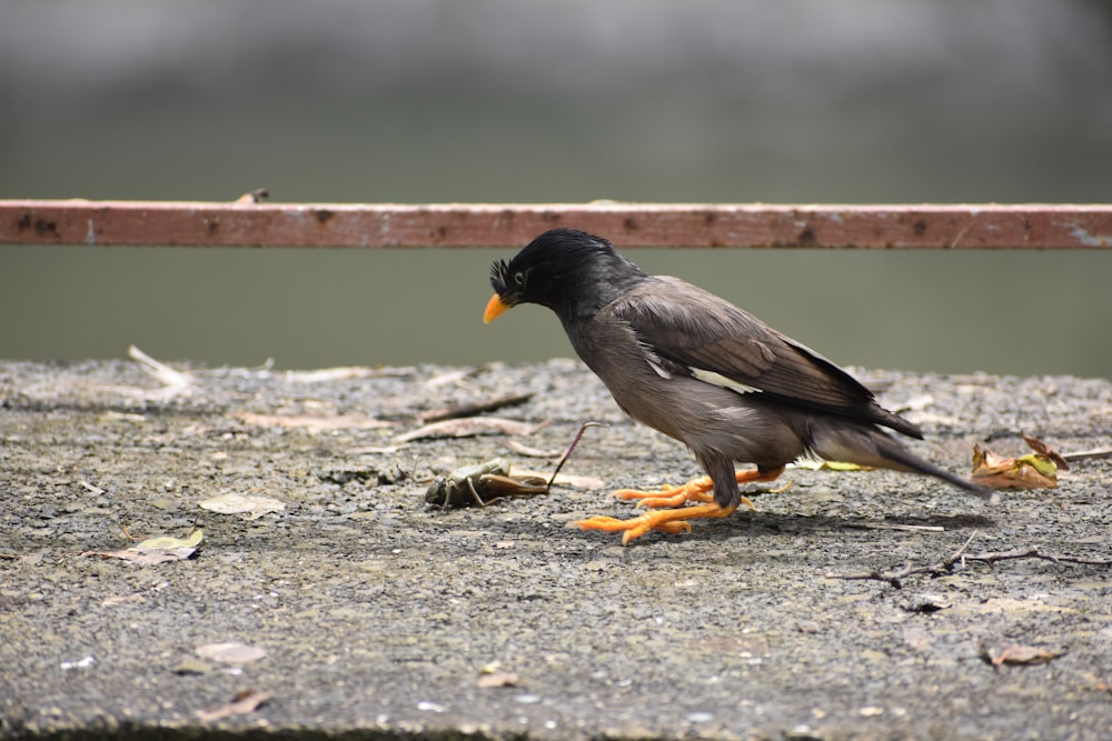 a bird standing on the ground