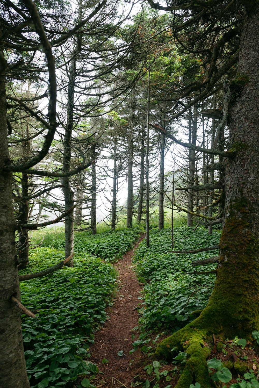 a path through a forest