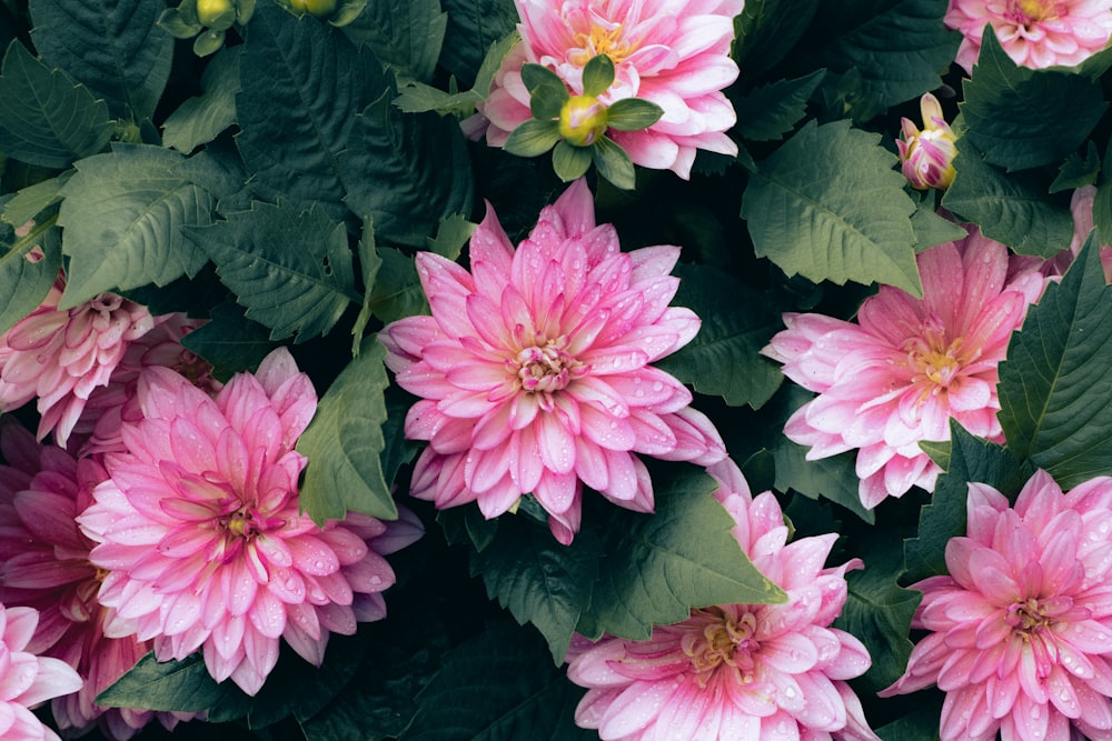 a group of pink flowers