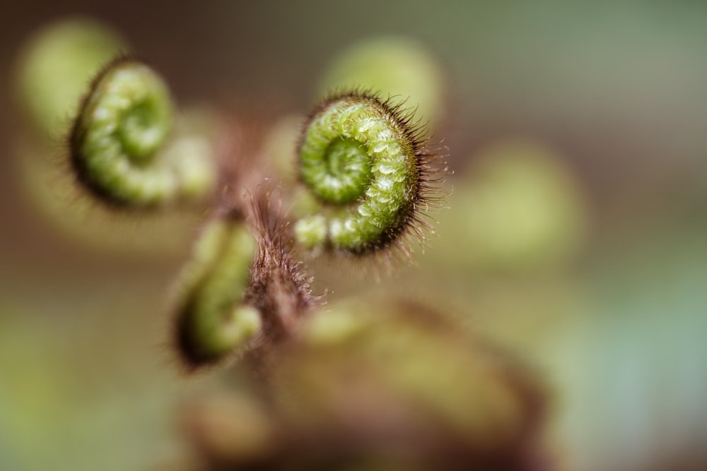 Un primer plano de una planta