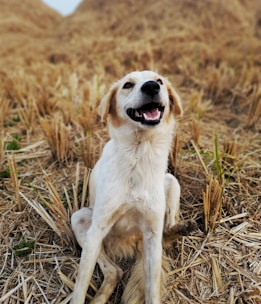 A happy dog playing in a grassy field.