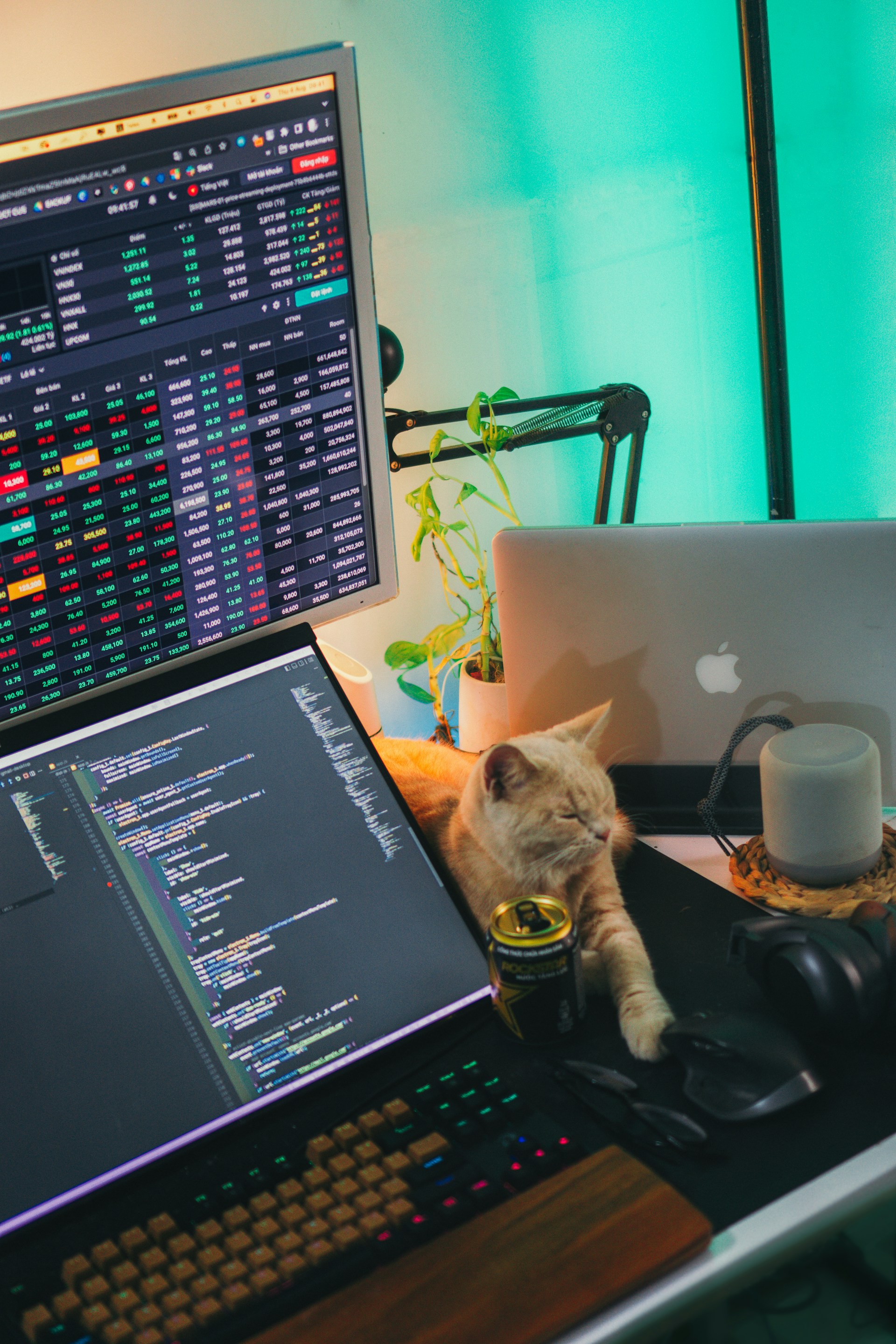 a cat sitting next to a laptop