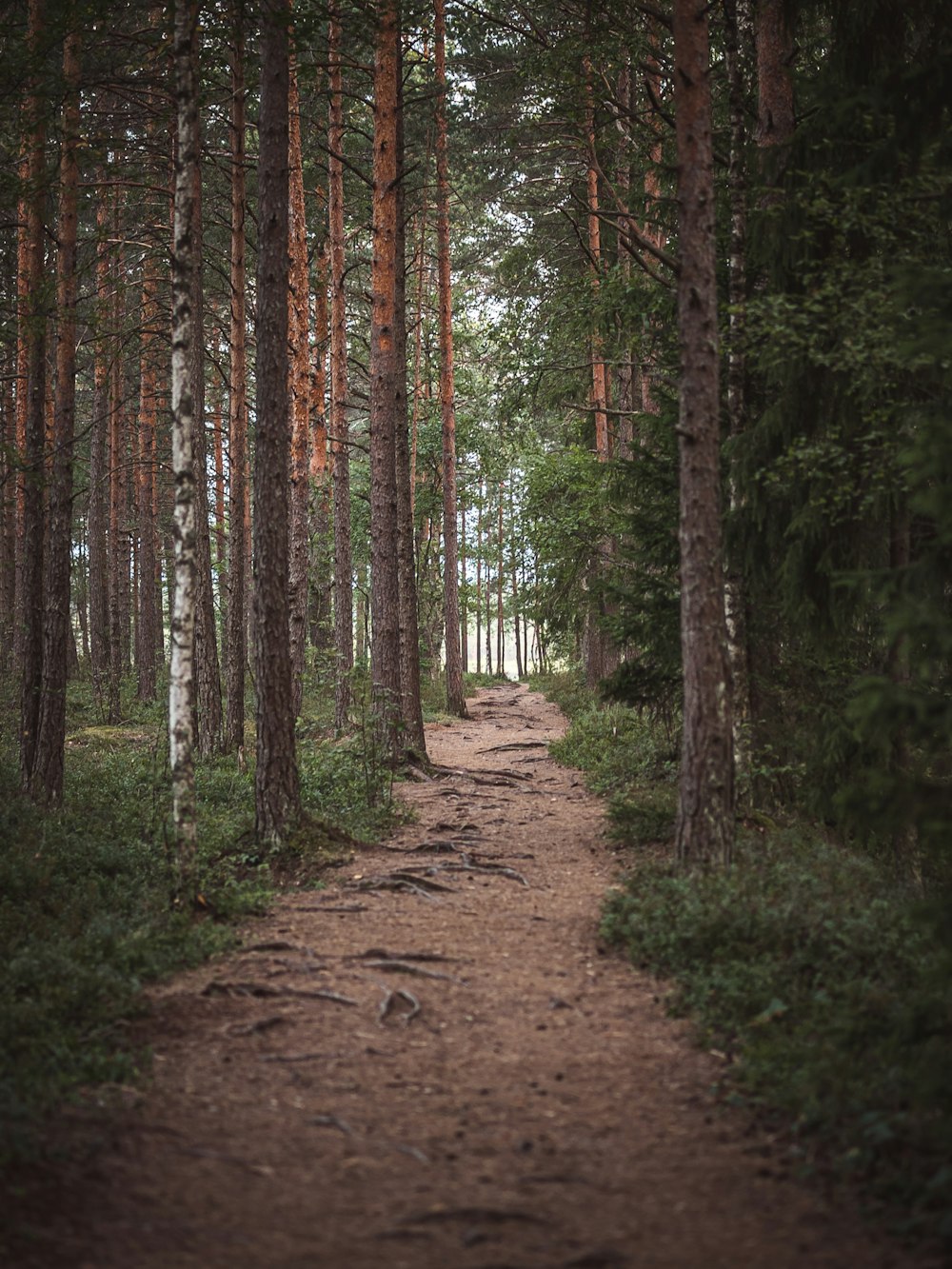 a dirt path through a forest