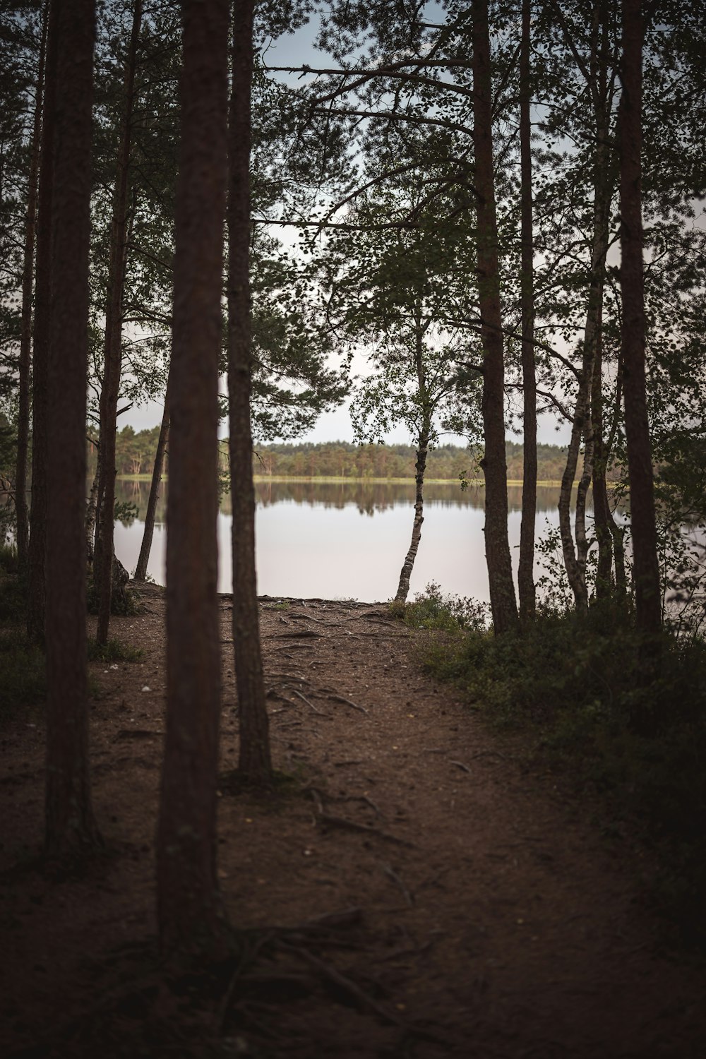 a lake surrounded by trees