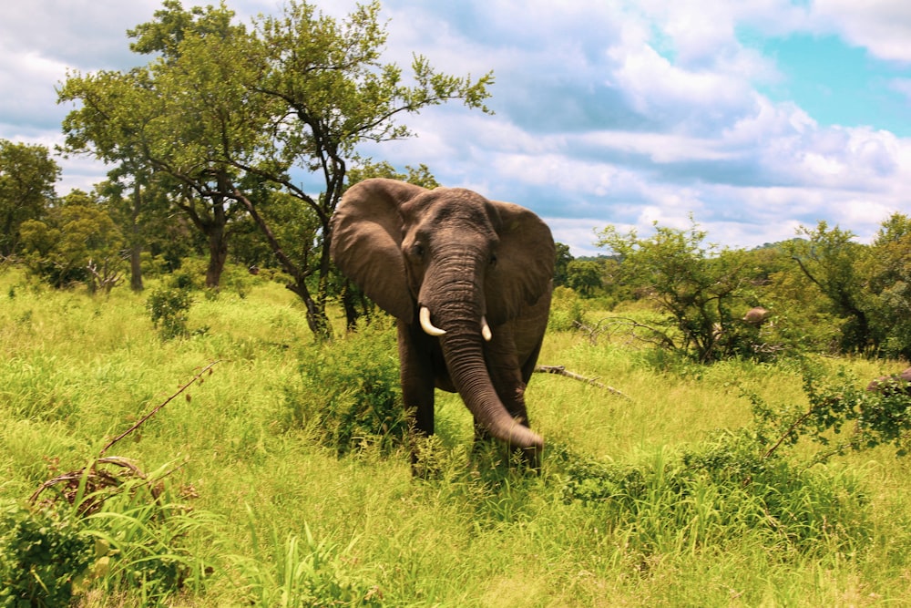 an elephant with tusks in a grassland