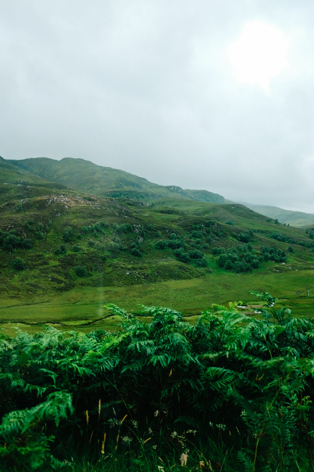a green hilly landscape