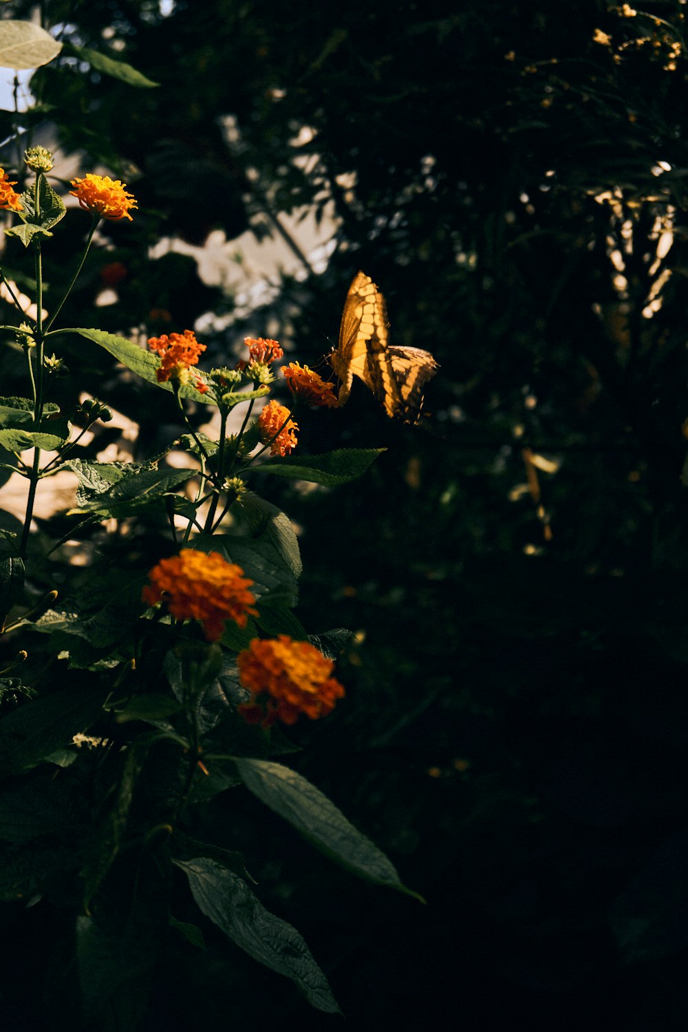 a group of butterflies on a plant