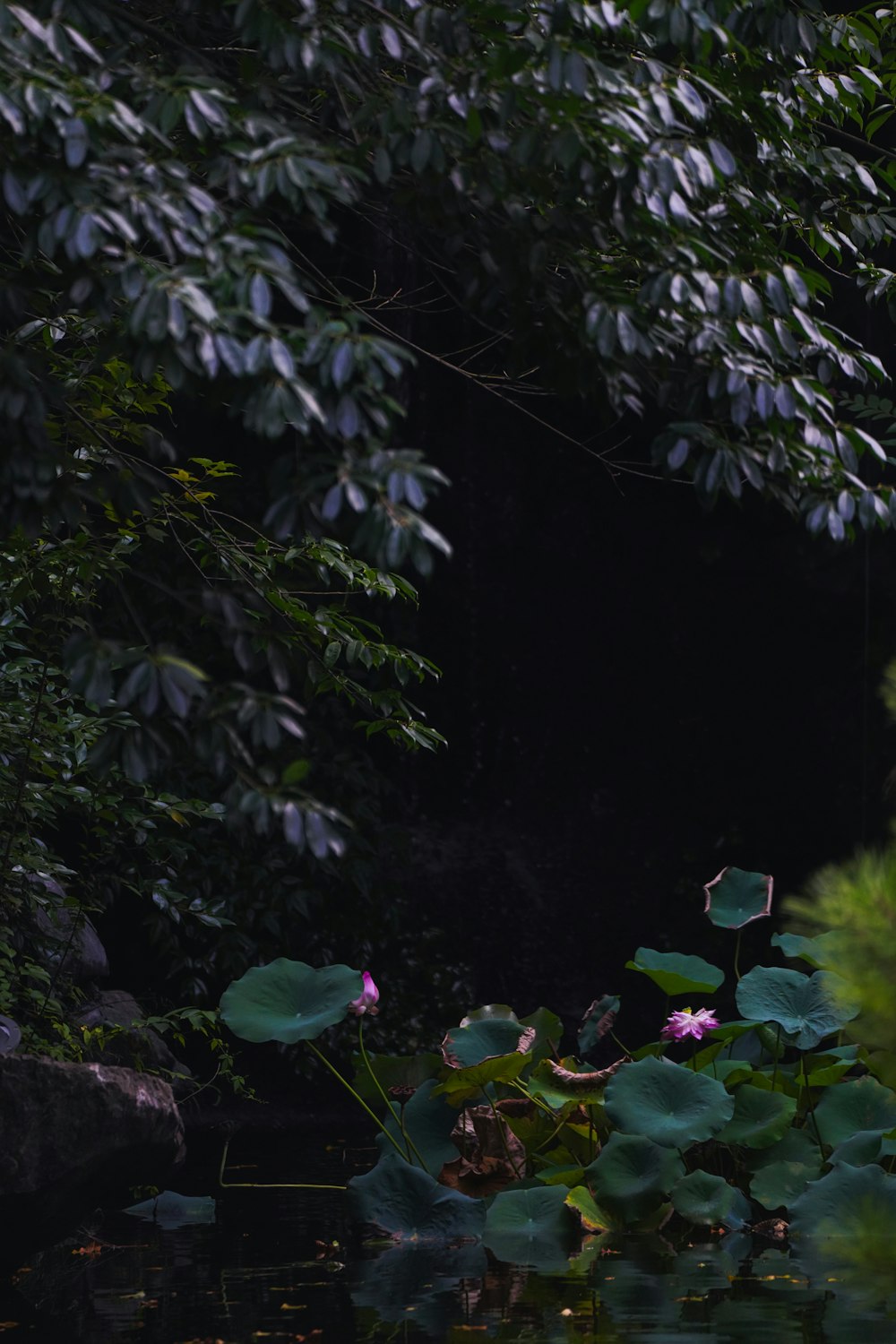 a pond with trees around it