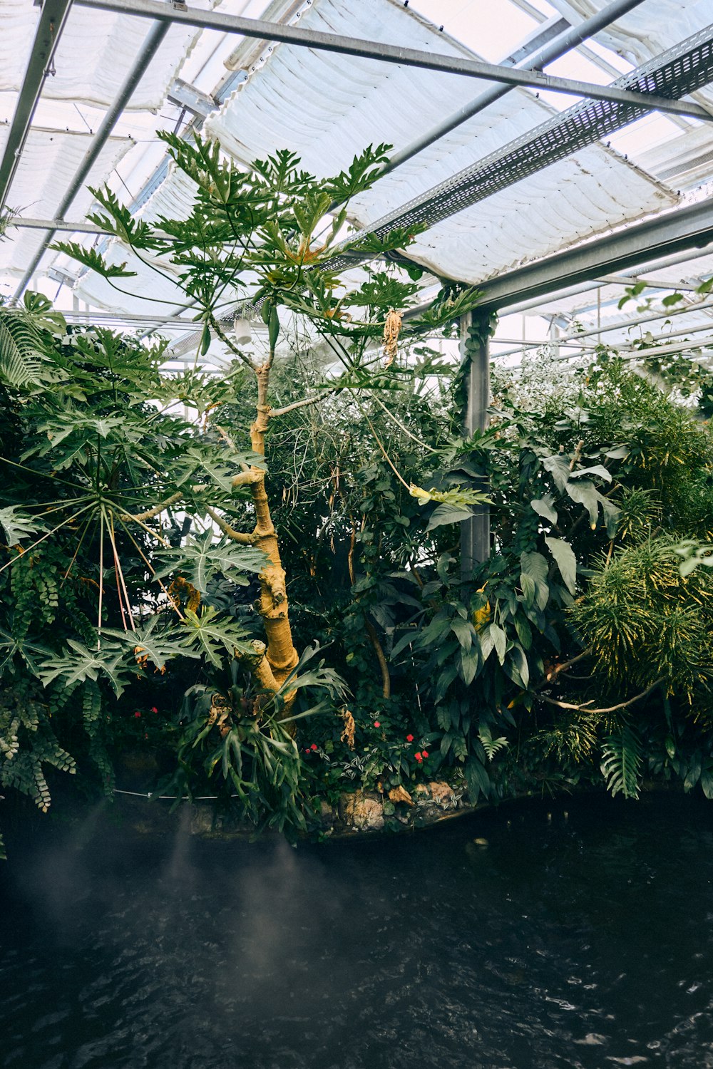 Un invernadero con plantas y árboles