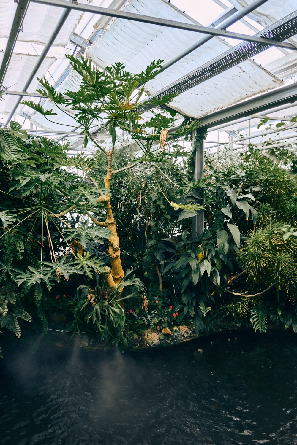 a greenhouse with plants and trees