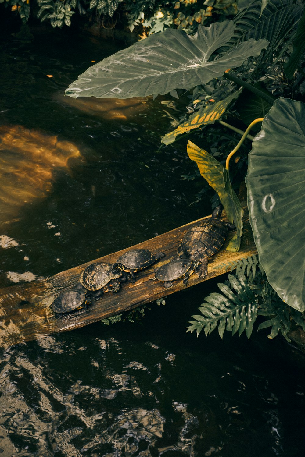 a group of leaves on a log