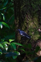 Close-up of a rare bird species resting quietly on a moss-covered tree trunk.