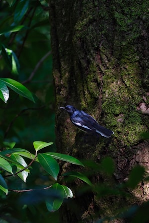 Close-up of a rare bird species resting quietly on a moss-covered tree trunk.