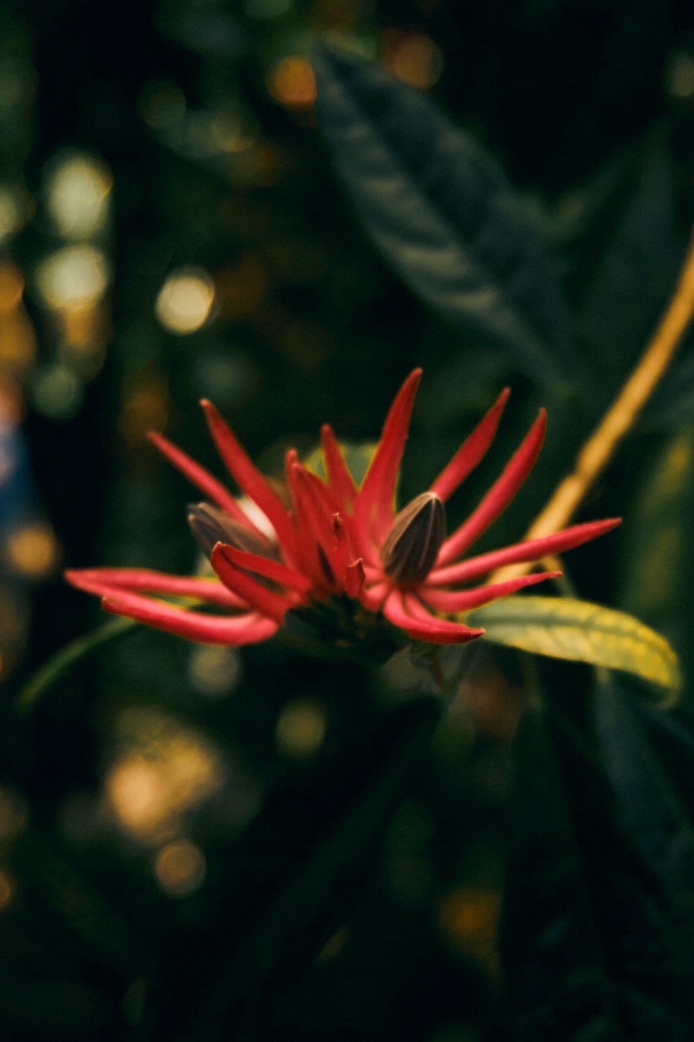 a red flower with green leaves