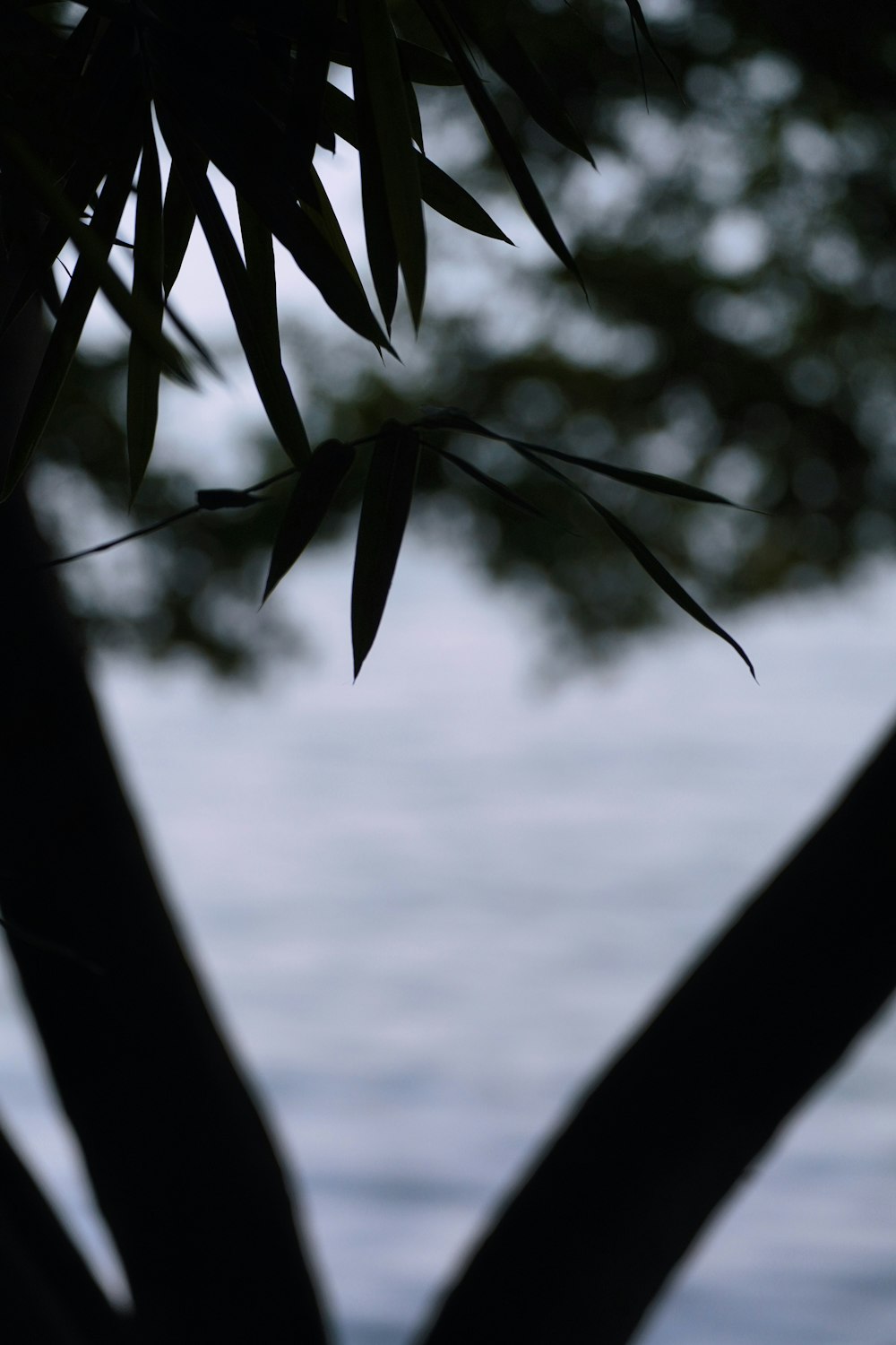 a tree branch with leaves