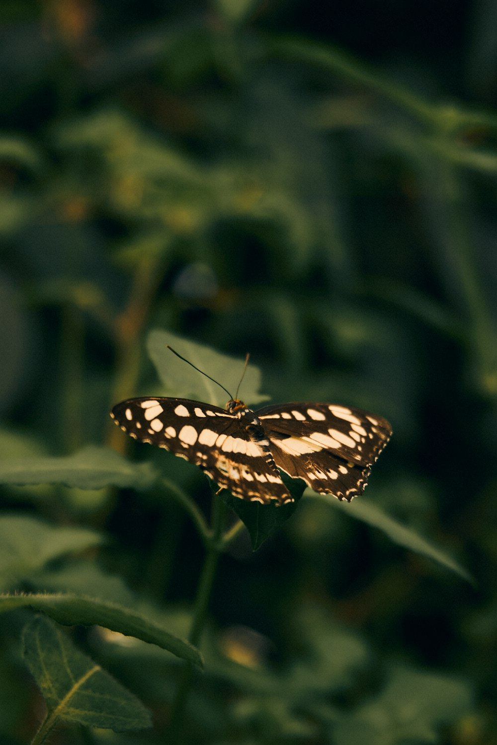 a butterfly on a leaf