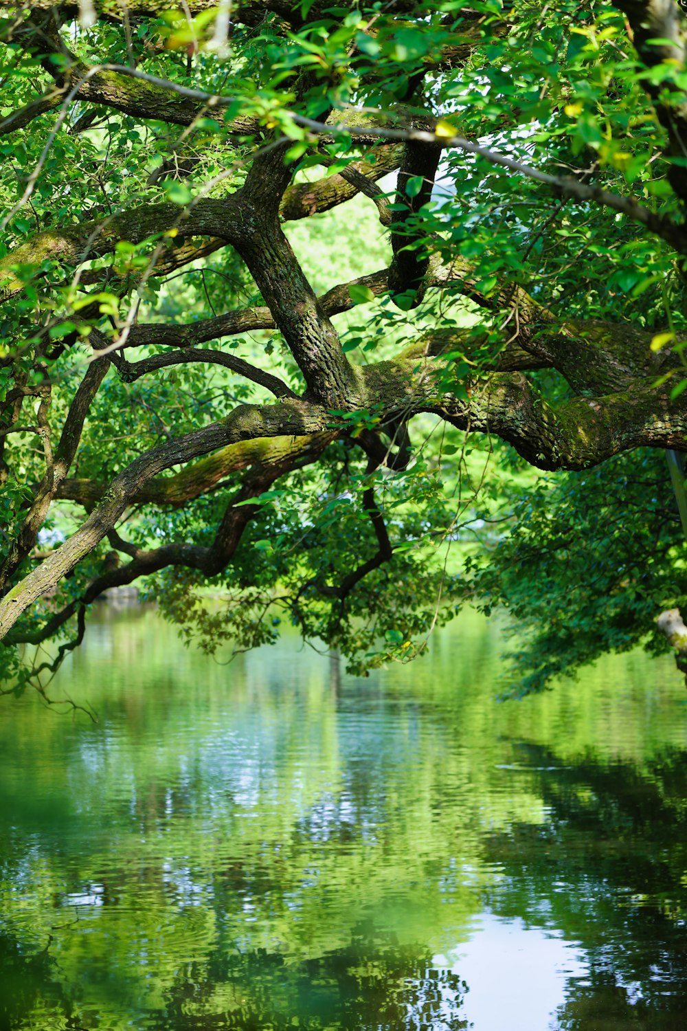 a tree with branches and leaves over water