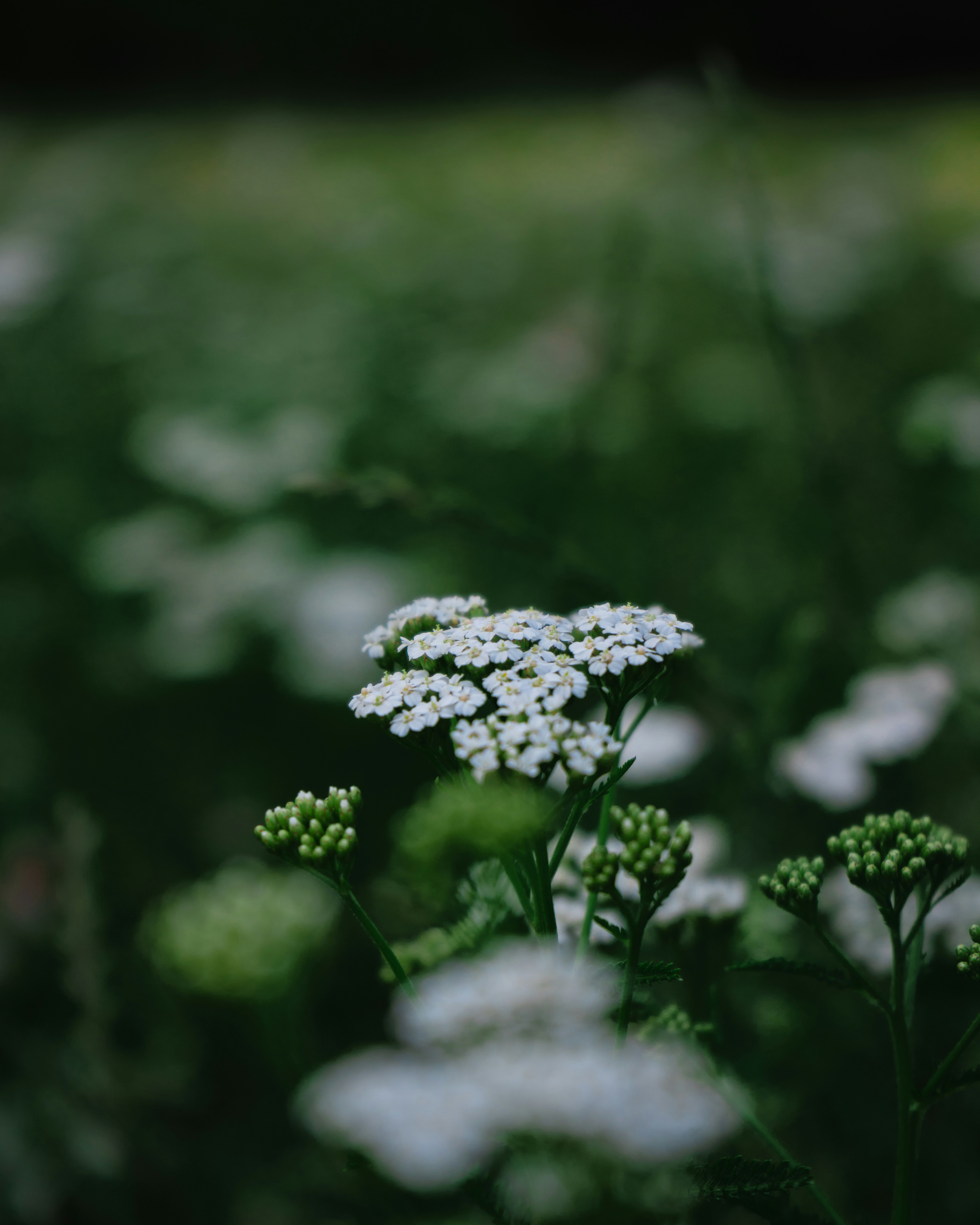 Photo by arunkuttiyani