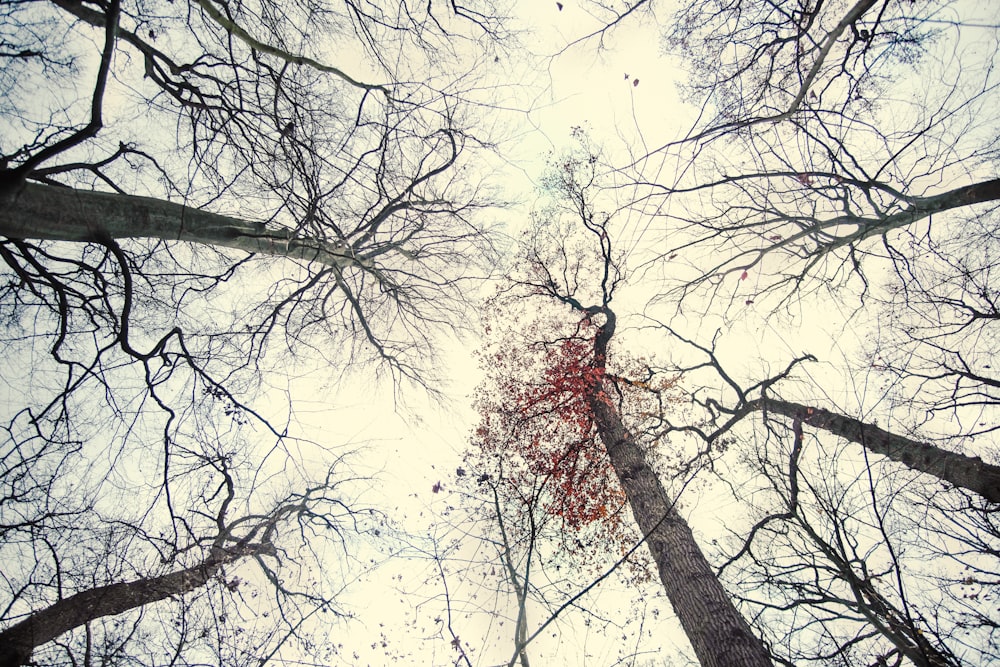 a group of trees with branches and leaves