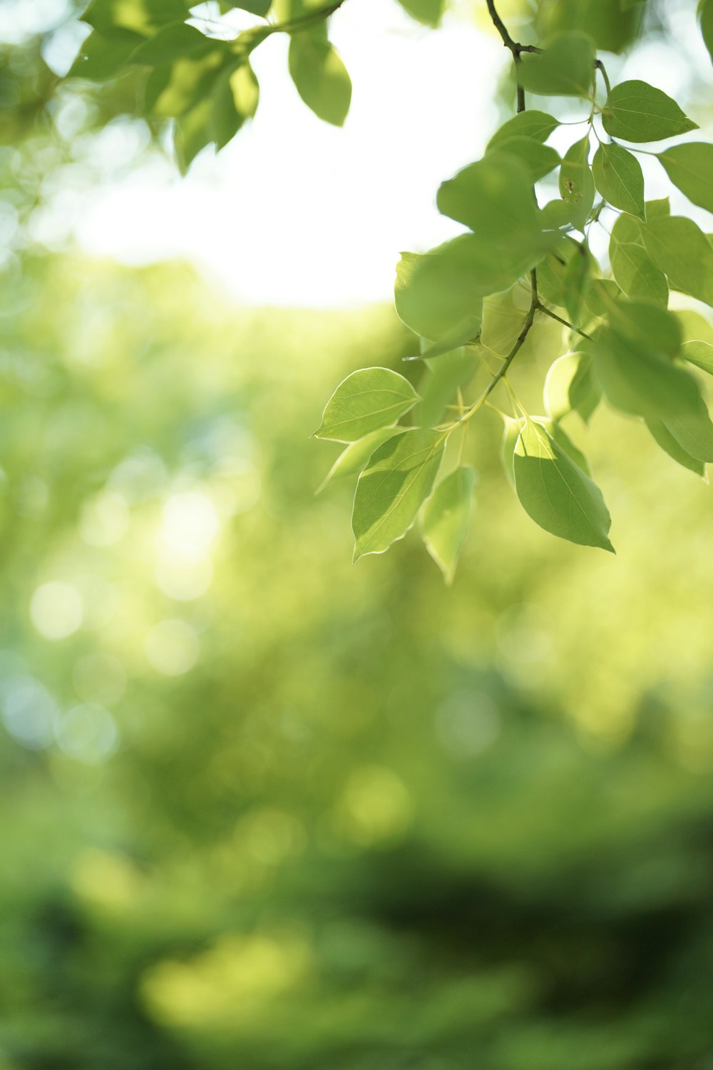 a close up of a tree branch