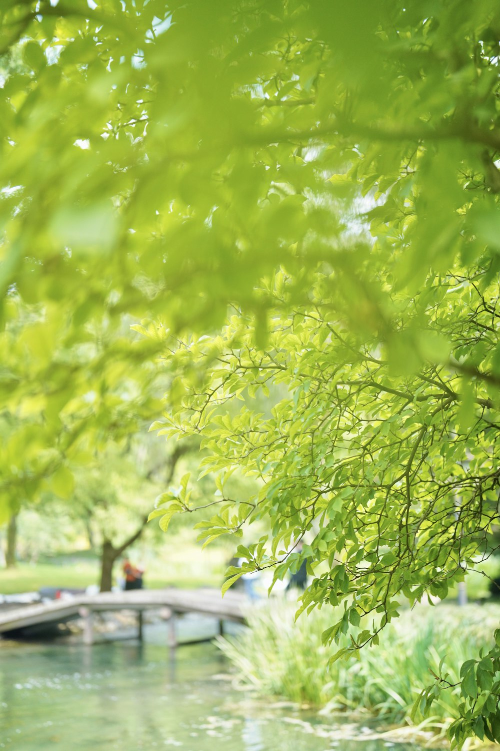 a tree with green leaves