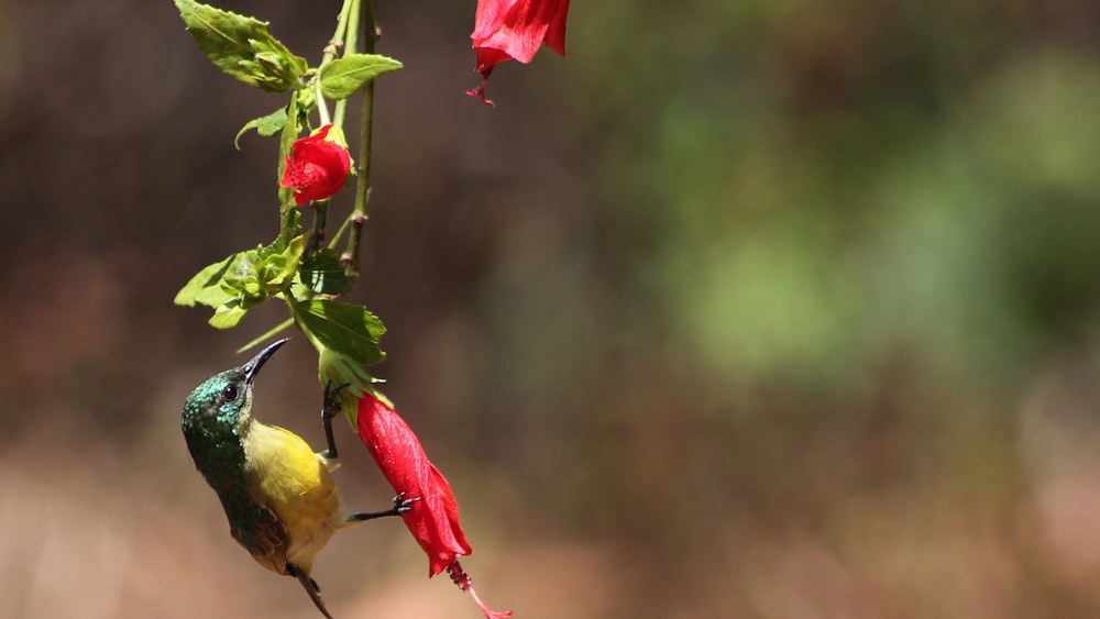 a couple of birds sit on a branch