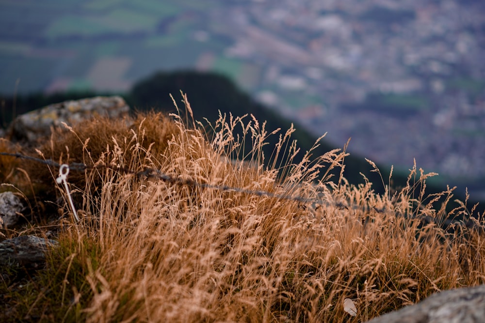 a close-up of some grass