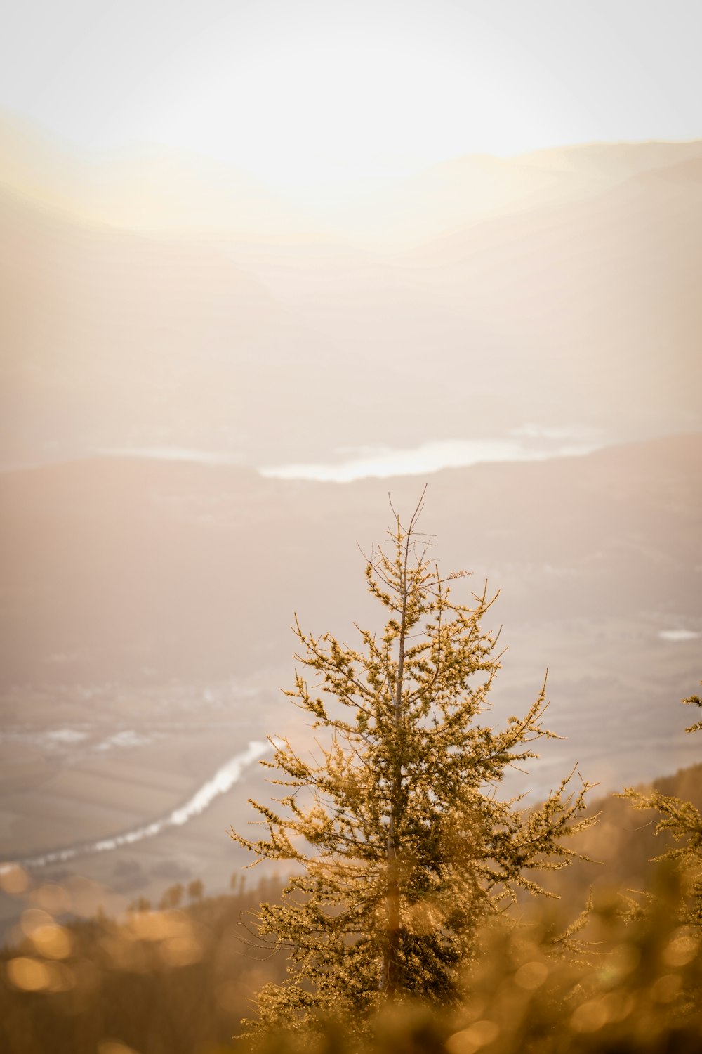 a tree with a valley in the background