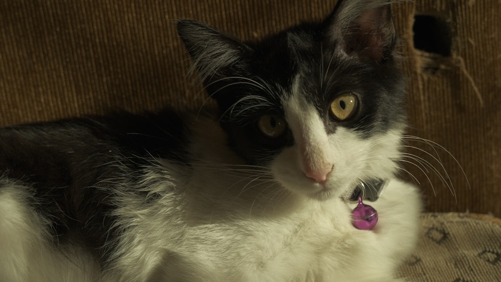 a cat sitting on a couch