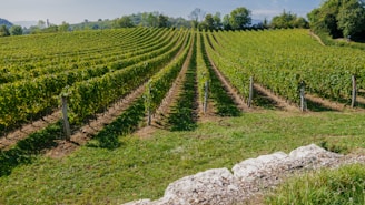 rows of green plants