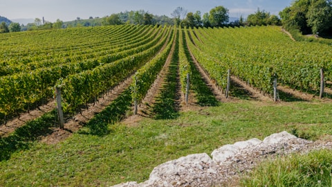 rows of green plants