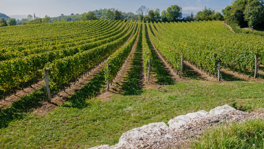 rows of green plants