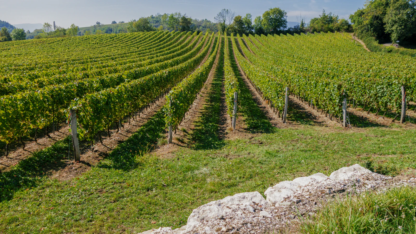 Vignoble — Vallée du Rhône