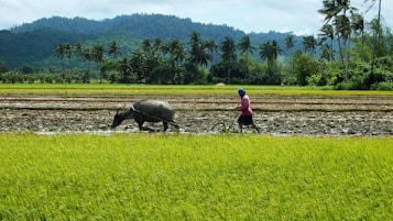 a person with a carabao and a plow in a field