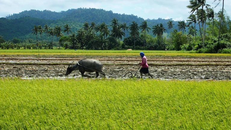 a person with a horse and a plow in a field