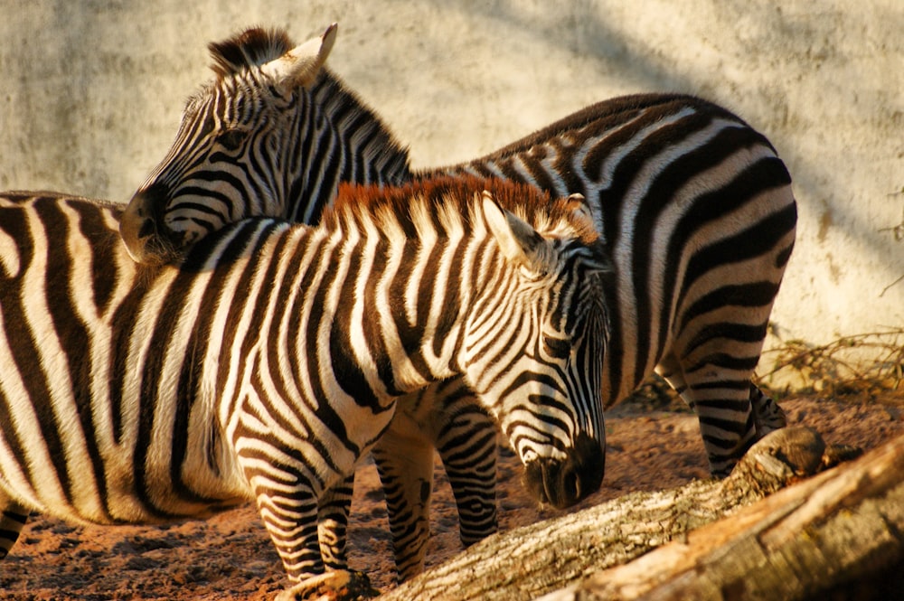 zebras standing around in the dirt