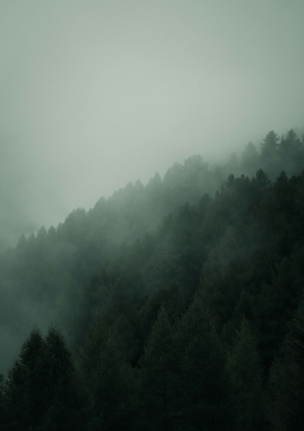 a foggy forest with trees