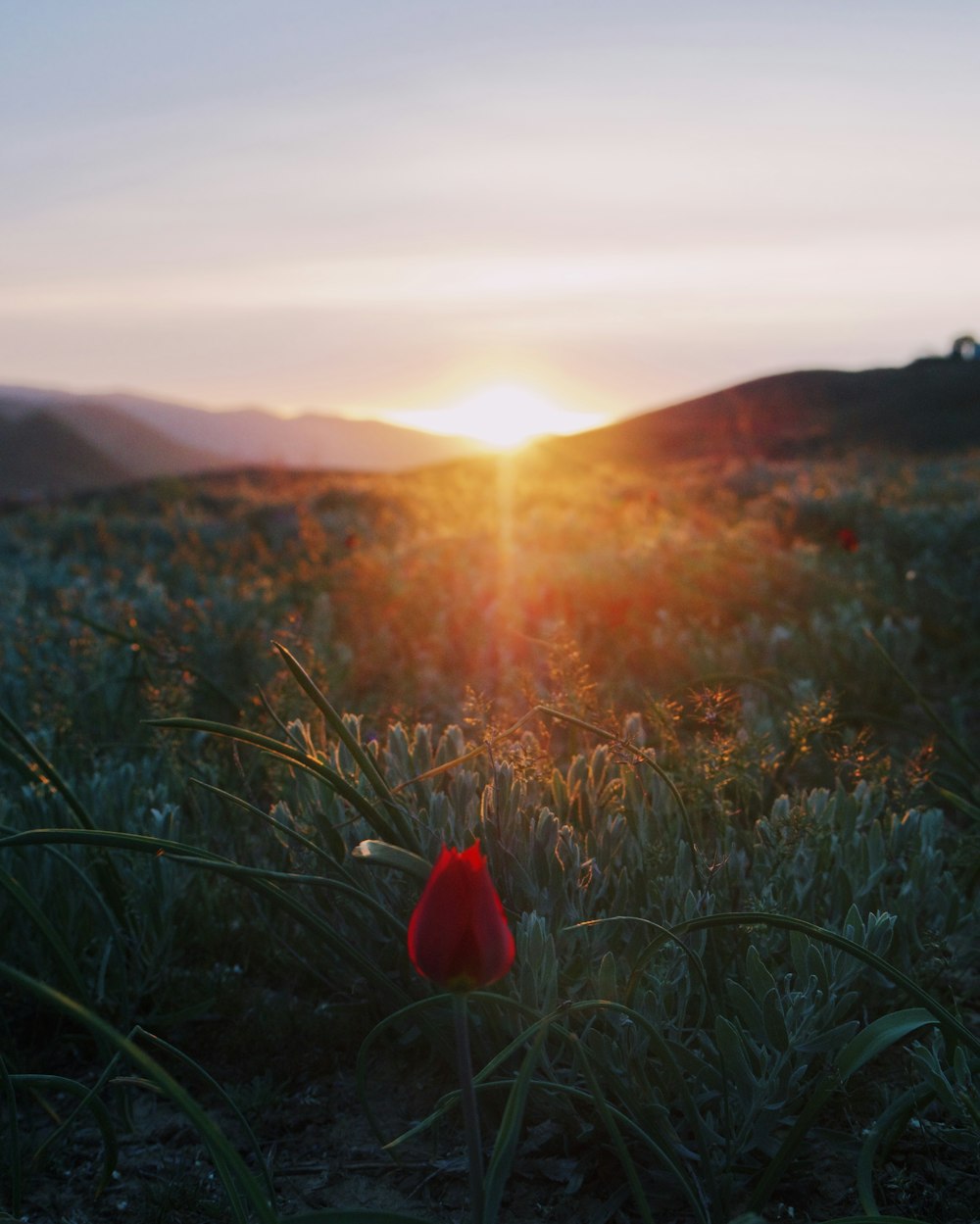 a field of flowers with a sunset in the background