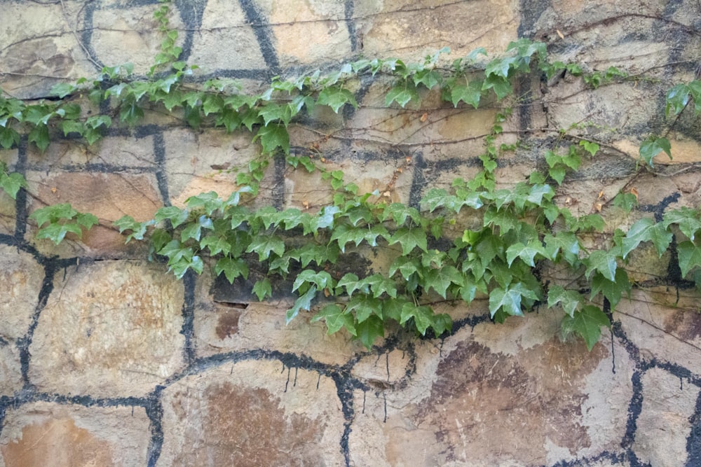 a plant growing on a wall