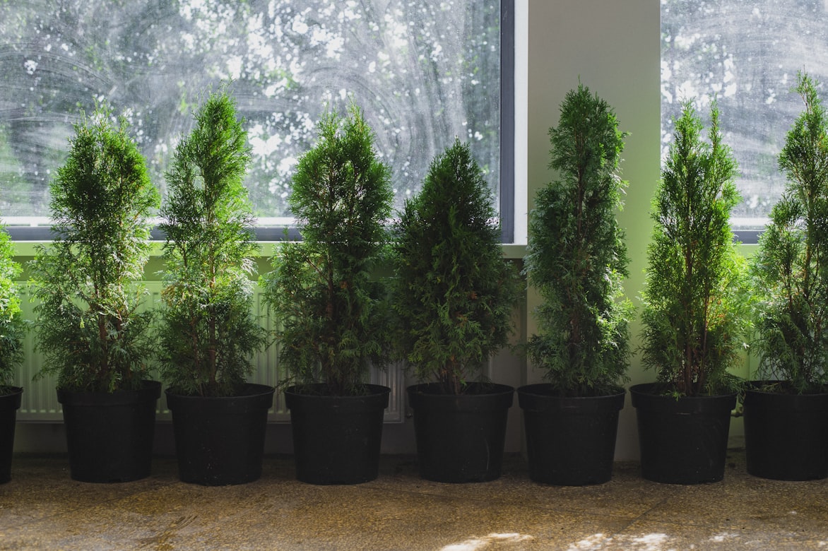 Small potted Thuja trees in a room by the window